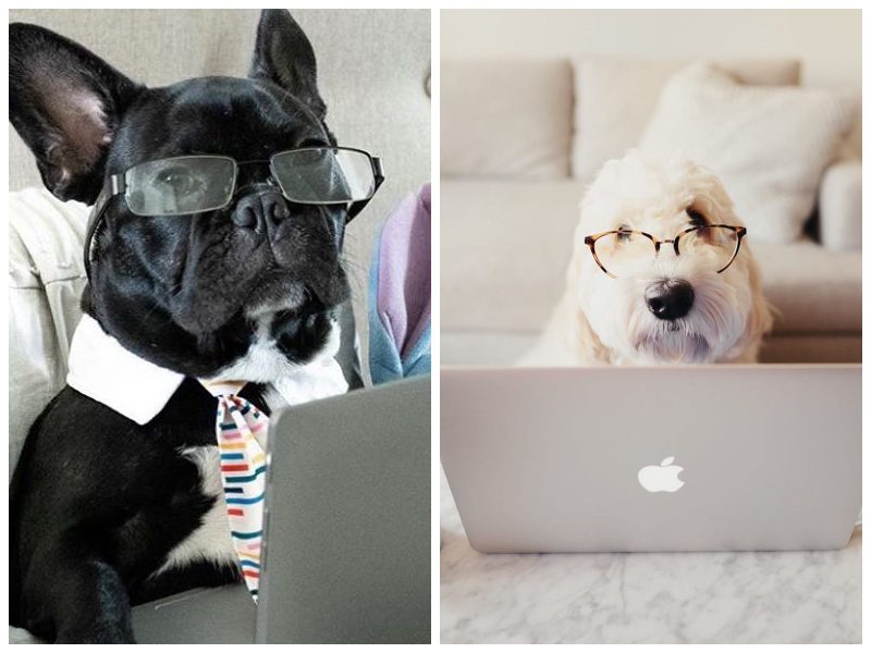 Фотография: В Instagram появился забавный аккаунт, посвященный собакам, работающим дома №1 - BigPicture.ru
