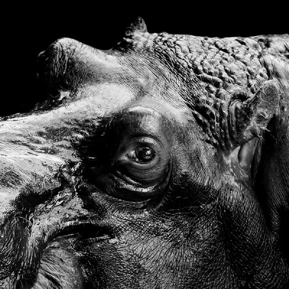 Фотография: Невообразимая красота диких животных в черно-белой фотографии Лукаса Холаса №12 - BigPicture.ru