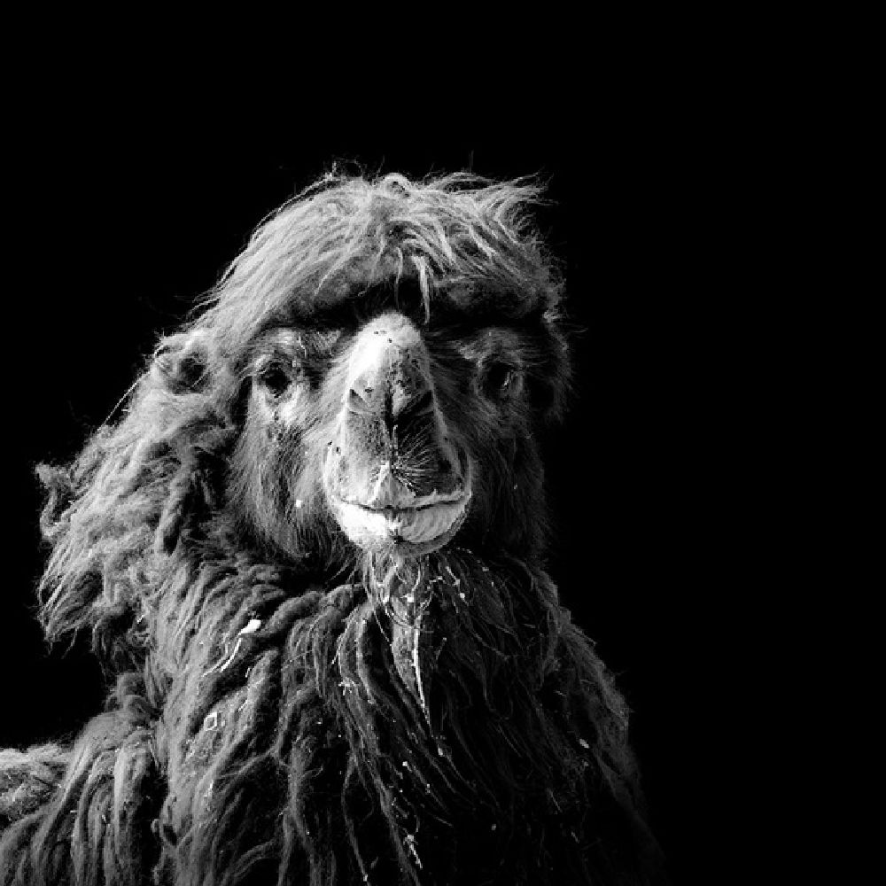 Фотография: Невообразимая красота диких животных в черно-белой фотографии Лукаса Холаса №13 - BigPicture.ru