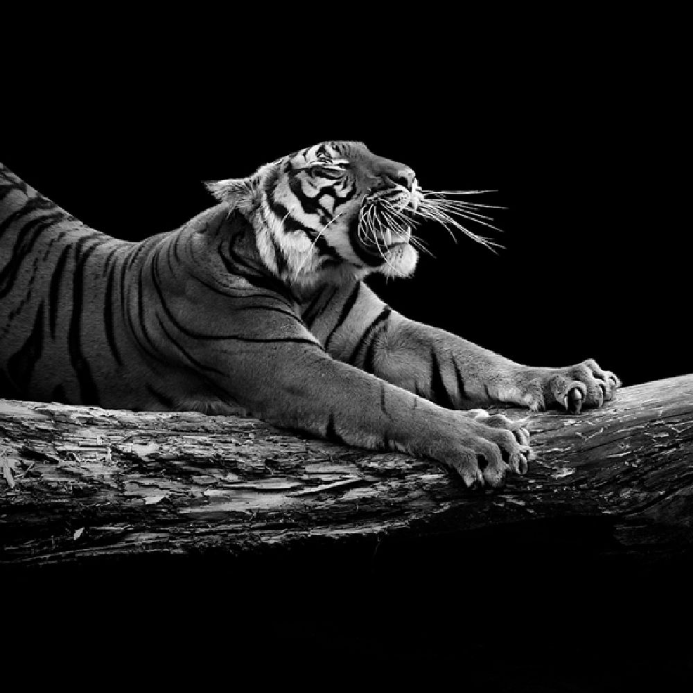 Фотография: Невообразимая красота диких животных в черно-белой фотографии Лукаса Холаса №14 - BigPicture.ru