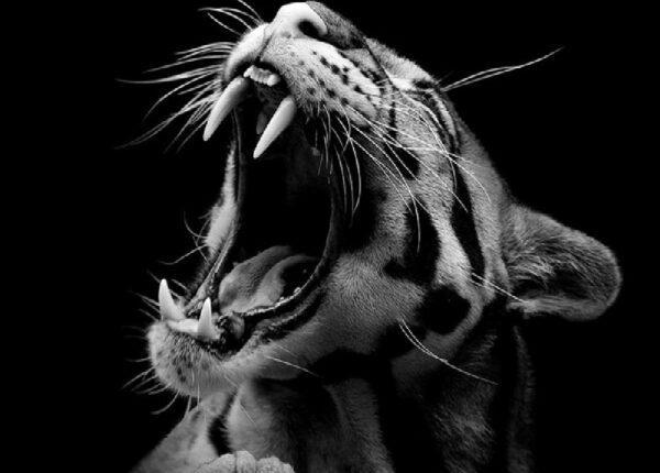 Невообразимая красота диких животных в черно-белой фотографии Лукаса Холаса