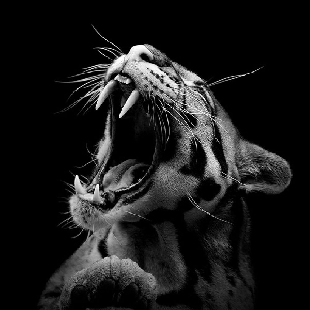 Фотография: Невообразимая красота диких животных в черно-белой фотографии Лукаса Холаса №1 - BigPicture.ru