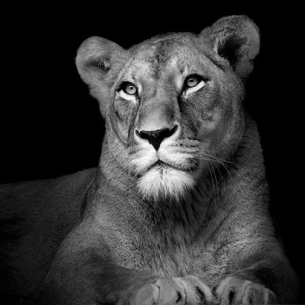 Фотография: Невообразимая красота диких животных в черно-белой фотографии Лукаса Холаса №3 - BigPicture.ru