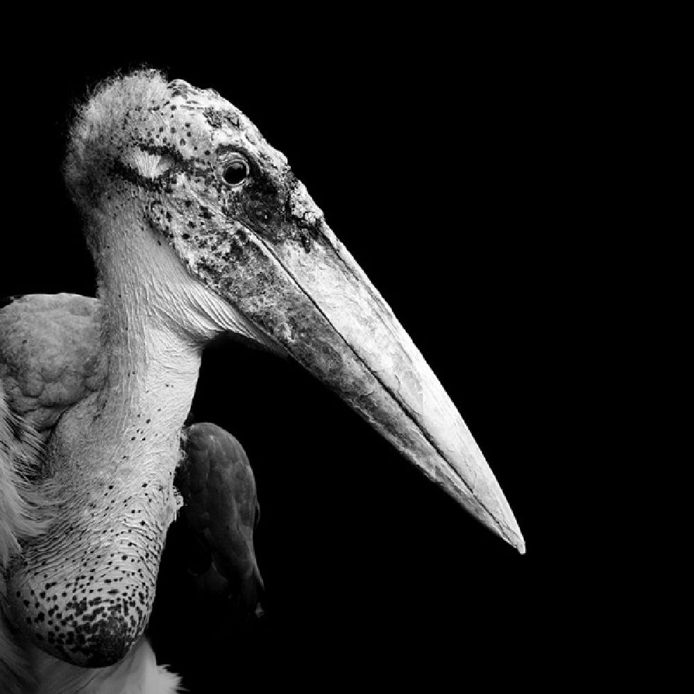 Фотография: Невообразимая красота диких животных в черно-белой фотографии Лукаса Холаса №4 - BigPicture.ru