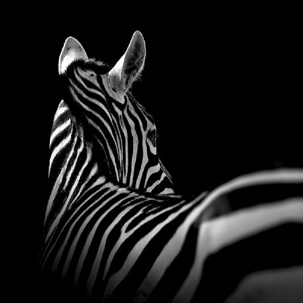 Фотография: Невообразимая красота диких животных в черно-белой фотографии Лукаса Холаса №6 - BigPicture.ru