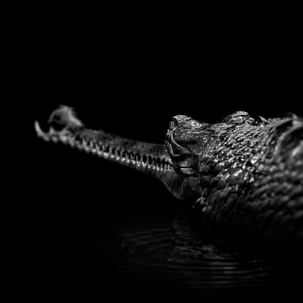 Фотография: Невообразимая красота диких животных в черно-белой фотографии Лукаса Холаса №7 - BigPicture.ru