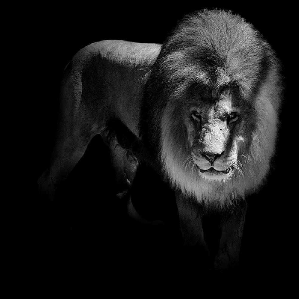 Фотография: Невообразимая красота диких животных в черно-белой фотографии Лукаса Холаса №8 - BigPicture.ru