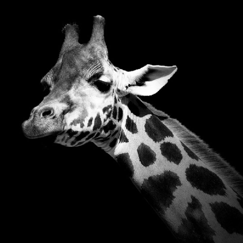 Фотография: Невообразимая красота диких животных в черно-белой фотографии Лукаса Холаса №9 - BigPicture.ru