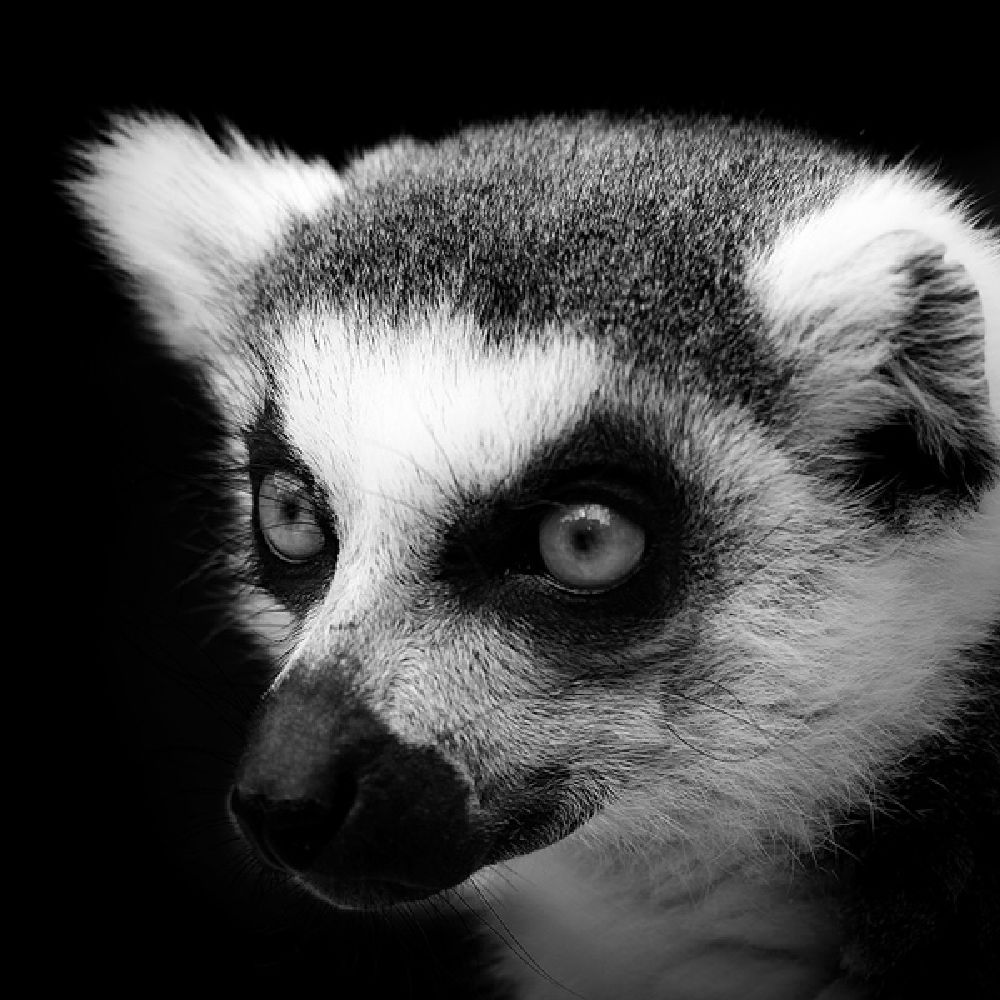 Фотография: Невообразимая красота диких животных в черно-белой фотографии Лукаса Холаса №10 - BigPicture.ru
