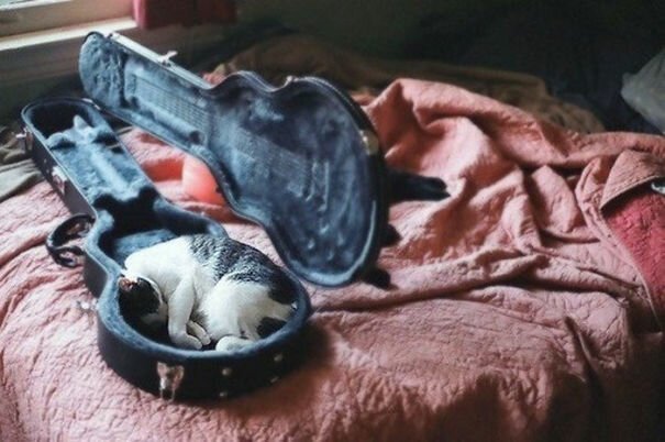 Фотография: 40 фото, доказывающих, что кошки могут спать где угодно №39 - BigPicture.ru