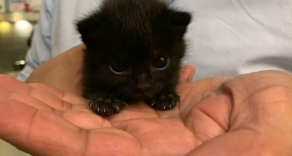 40 очаровательных фото-свидетельств, что черных кошек не стоит опасаться