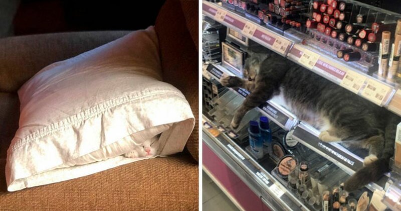 Фотография: 40 фото, доказывающих, что кошки могут спать где угодно №1 - BigPicture.ru