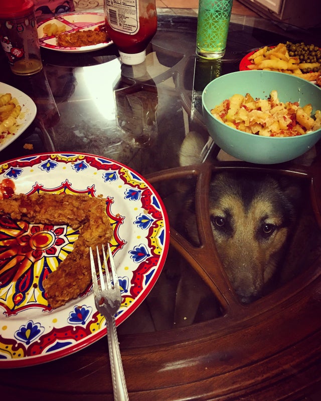 Пес смотрит на хозяина сквозь стеклянный обеденный стол, заставленный едой