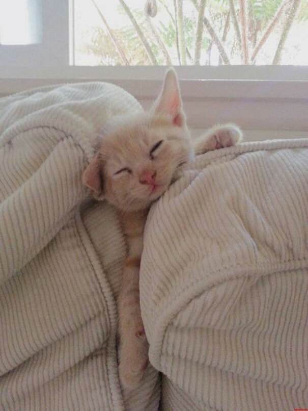 Фотография: 40 фото, доказывающих, что кошки могут спать где угодно №36 - BigPicture.ru
