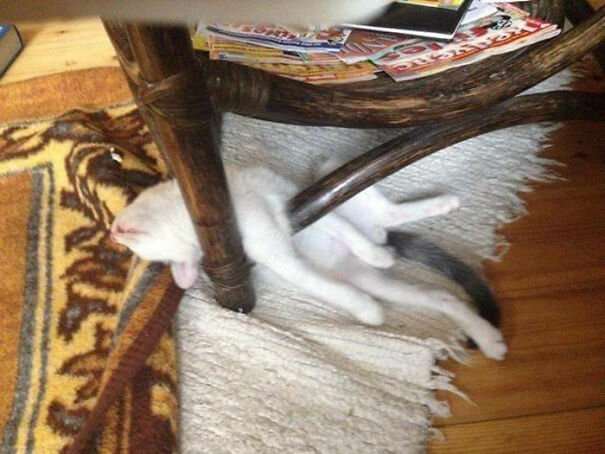 Фотография: 40 фото, доказывающих, что кошки могут спать где угодно №23 - BigPicture.ru