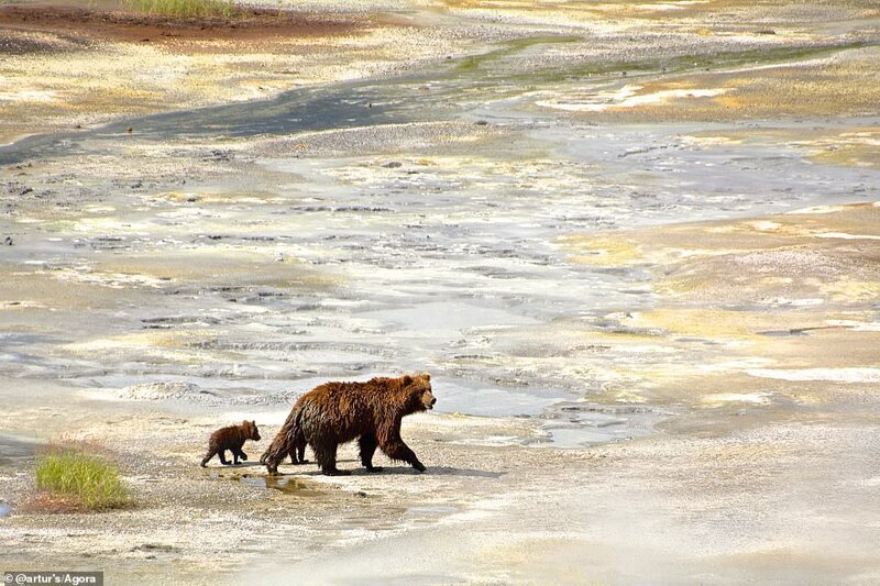 Фотография: Самые впечатляющие снимки дикой природы с фотоконкурса Agora #Wild2020 №10 - BigPicture.ru