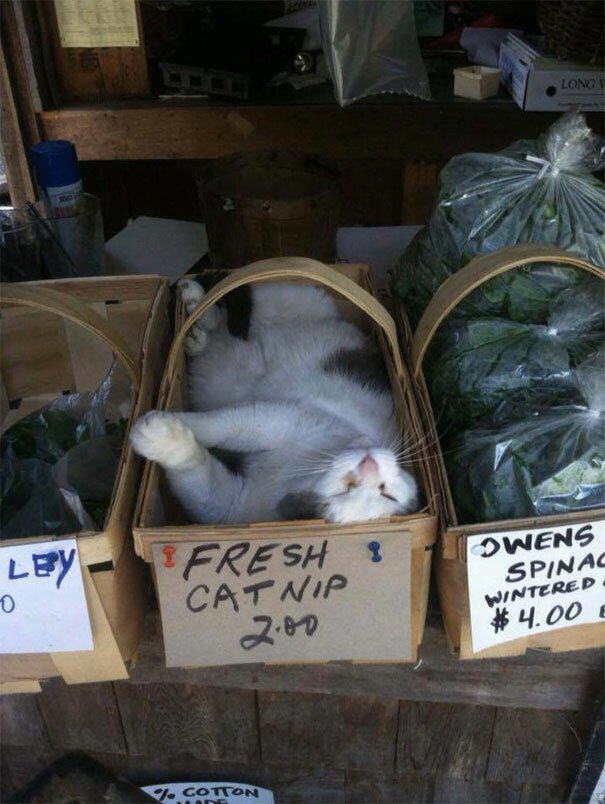 Фотография: 40 фото, доказывающих, что кошки могут спать где угодно №5 - BigPicture.ru