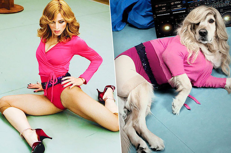 Фотография: Собака пародирует культовые фотографии Мадонны №1 - BigPicture.ru