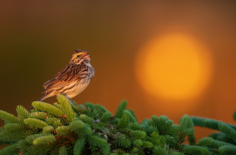 Фотография: Лучшие фотографии птиц с конкурса Bird Photographer of the Year №11 - BigPicture.ru