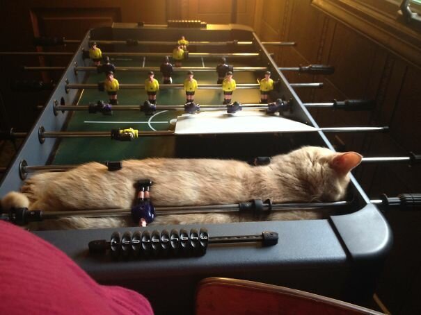 Фотография: 40 фото, доказывающих, что кошки могут спать где угодно №37 - BigPicture.ru