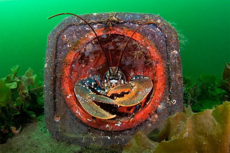 Фотография: Полное погружение: лучшие фотографии подводного мира 2020 №27 - BigPicture.ru
