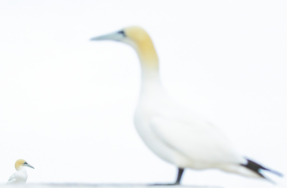 Фотография: Лучшие фотографии птиц с конкурса Bird Photographer of the Year №15 - BigPicture.ru