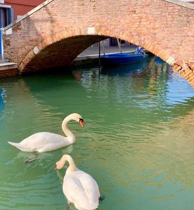 Фотография: Природа восстанавливает баланс: в каналы Венеции вернулись лебеди и рыба №2 - BigPicture.ru