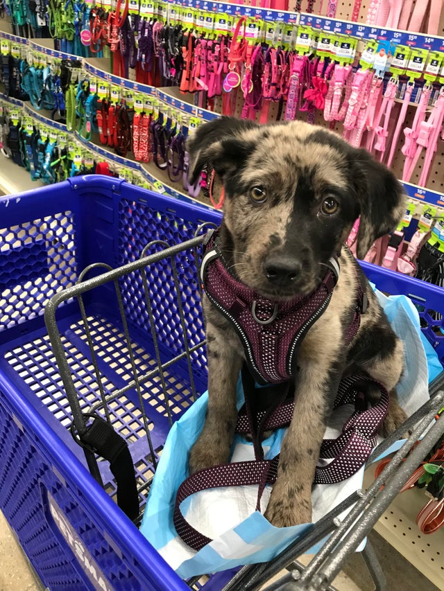 Щенок в тележке для покупок в супермаркете