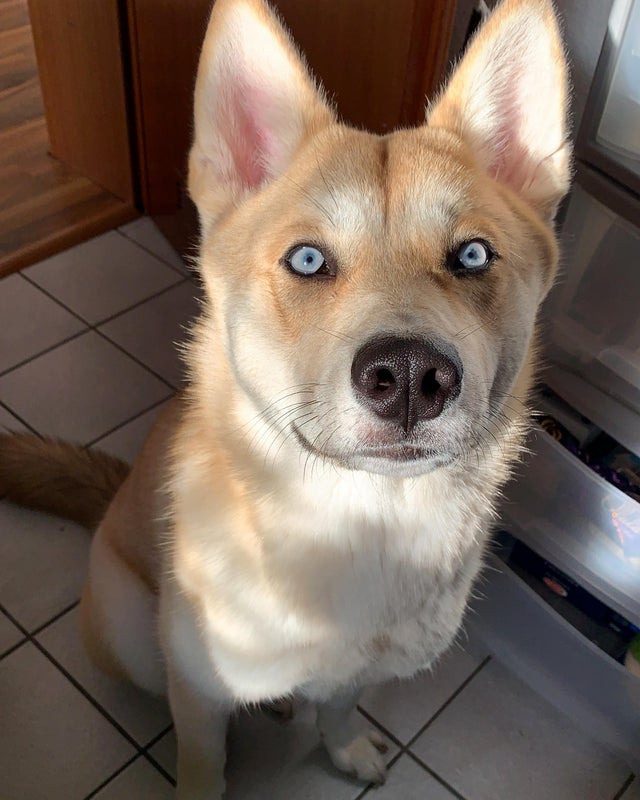 Голубоглазый пес, новый член семьи