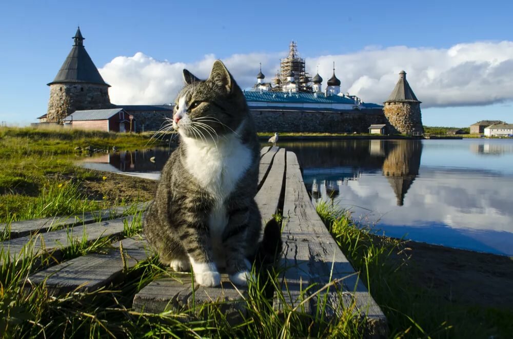 Откуда на Руси взялись кошки и почему их так полюбили » BigPicture.ru