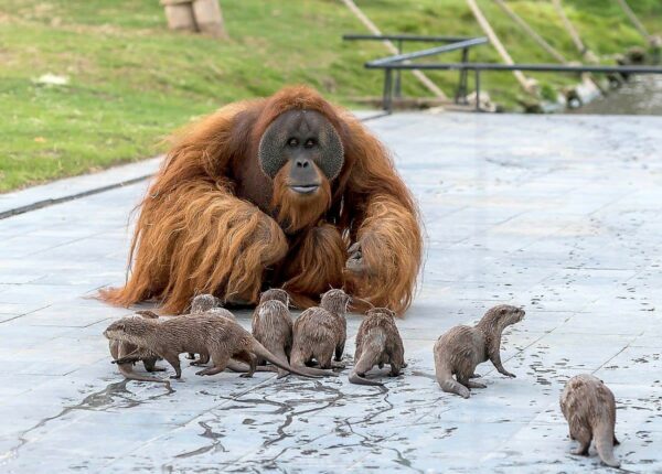 Необычная дружба обезьян с малышами выдрами