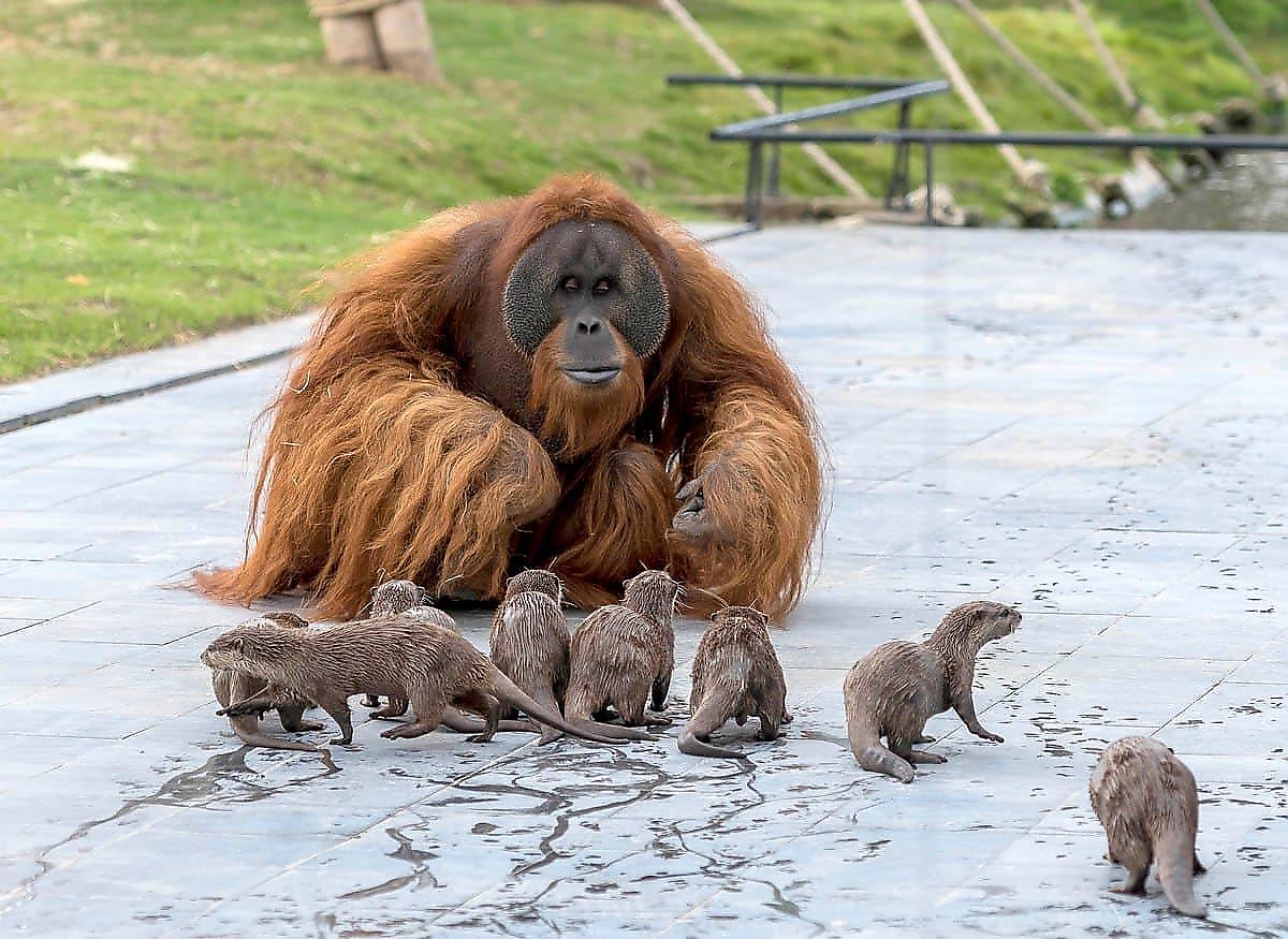 Фотография: Необычная дружба обезьян с малышами выдрами №1 - BigPicture.ru