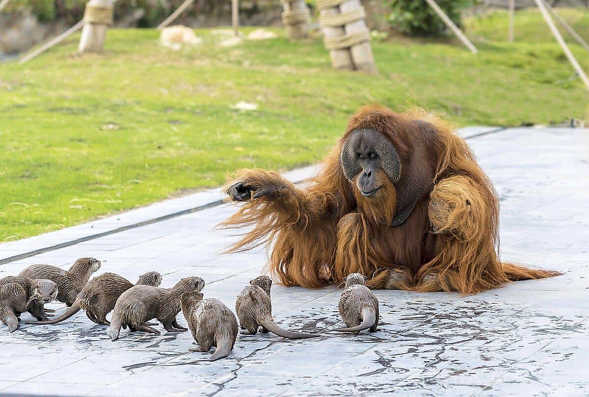 Фотография: Необычная дружба обезьян с малышами выдрами №3 - BigPicture.ru