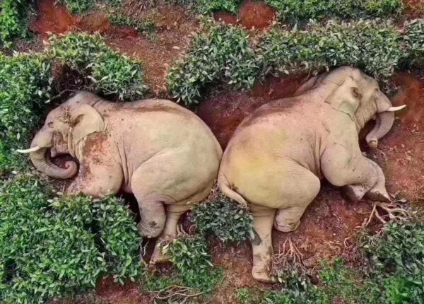 Дикие слоны забрели в деревню в Китае, выпили все вино и уснули