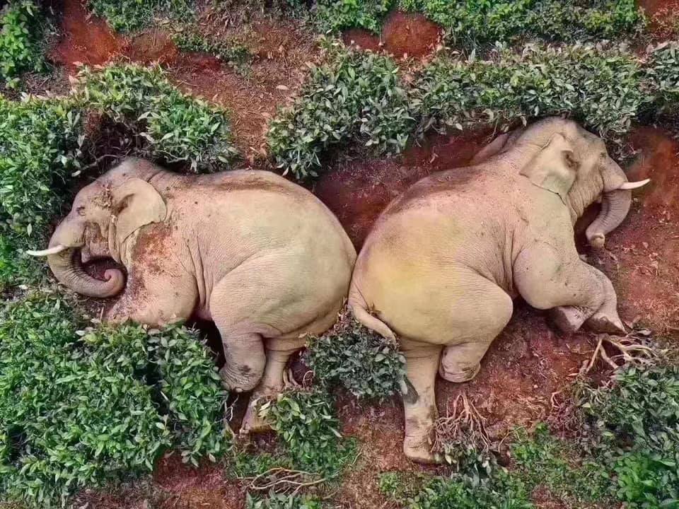 Фотография: Дикие слоны забрели в деревню в Китае, выпили все вино и уснули №1 - BigPicture.ru