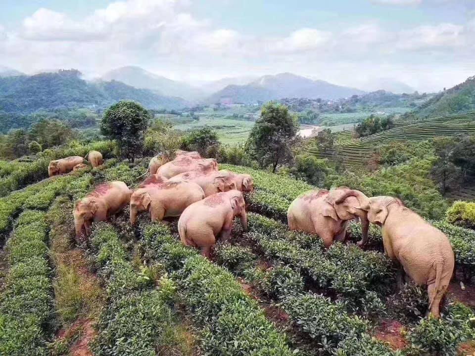 Фотография: Дикие слоны забрели в деревню в Китае, выпили все вино и уснули №2 - BigPicture.ru