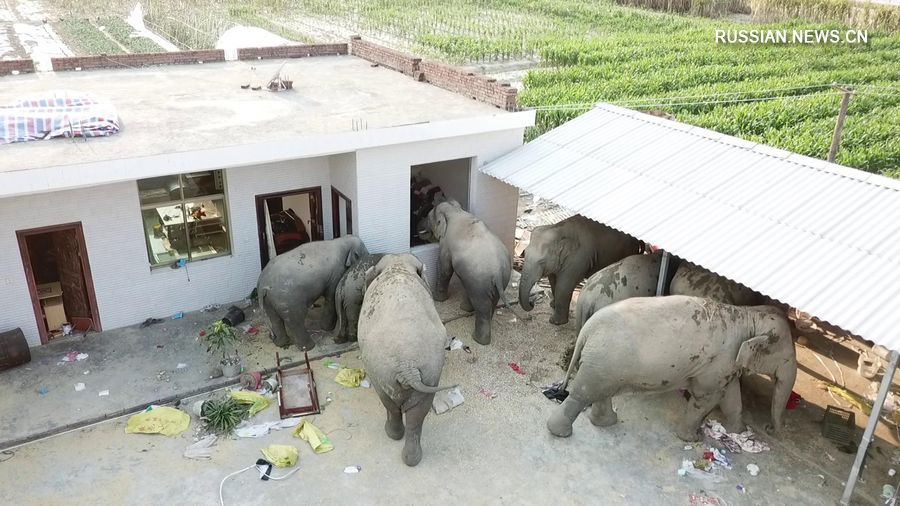 Фотография: Дикие слоны забрели в деревню в Китае, выпили все вино и уснули №3 - BigPicture.ru