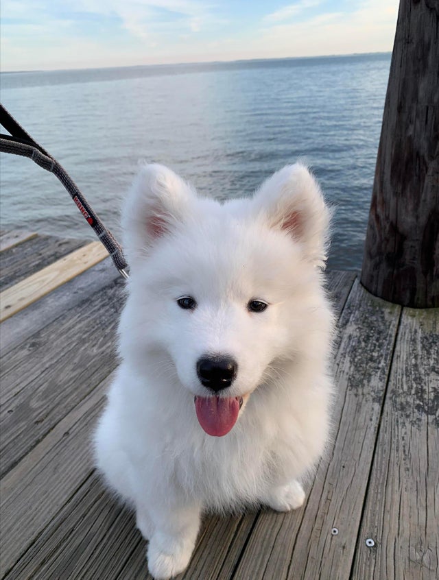 Фотография пушистого белого щенка породы хаски (Husky)