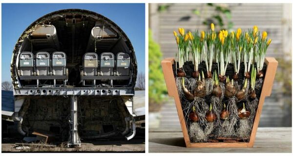 Заглянем внутрь! 20 фото предметов, которые разрезали напополам