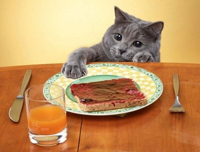 Фотография: 20 животных, которым просто невозможно отказать в еде №21 - BigPicture.ru
