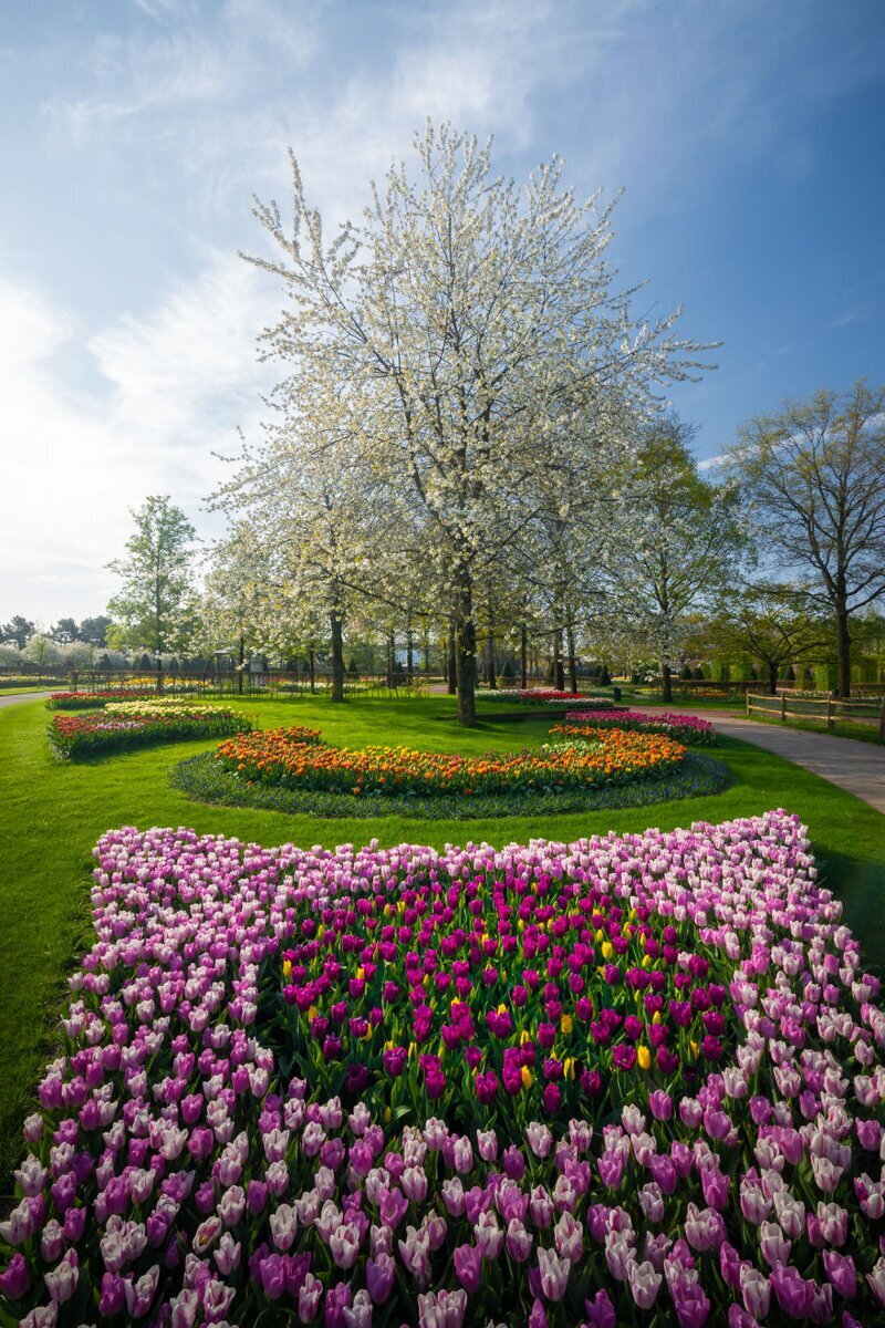 Фотография: Как выглядит самый красивый парк тюльпанов Кёкенхоф без единого посетителя №17 - BigPicture.ru