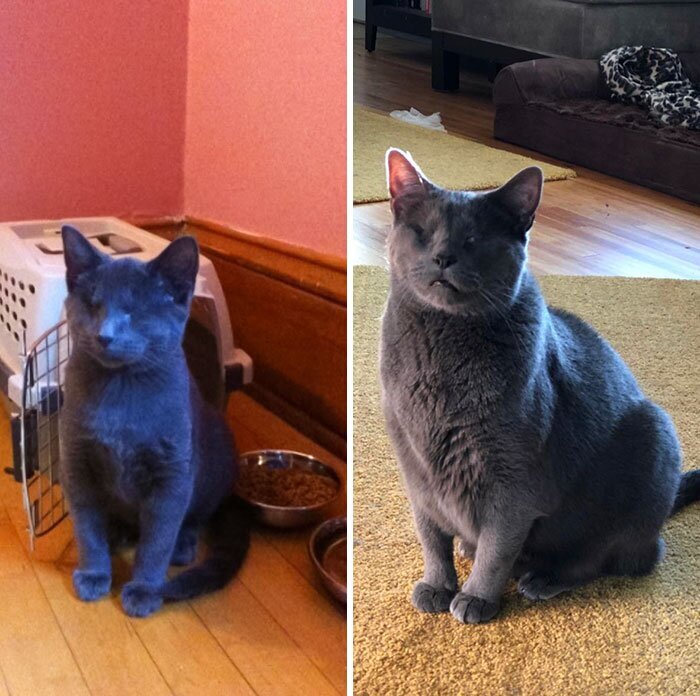 Фотография: 25 фотографий кошек до и после того, как их подобрали с улицы №8 - BigPicture.ru