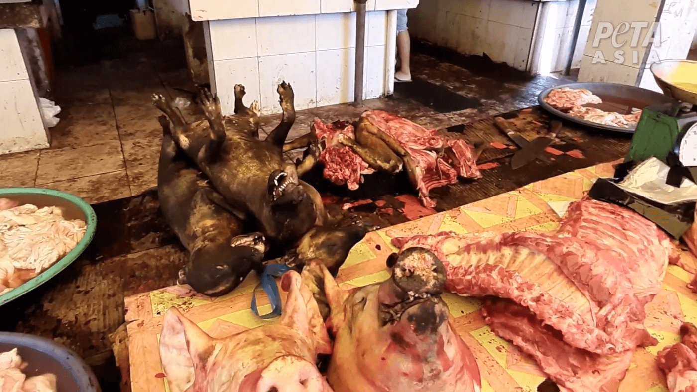 Фотография: Дикое мясо: в Индонезии нашли рынок с летучими мышами и крысами №5 - BigPicture.ru