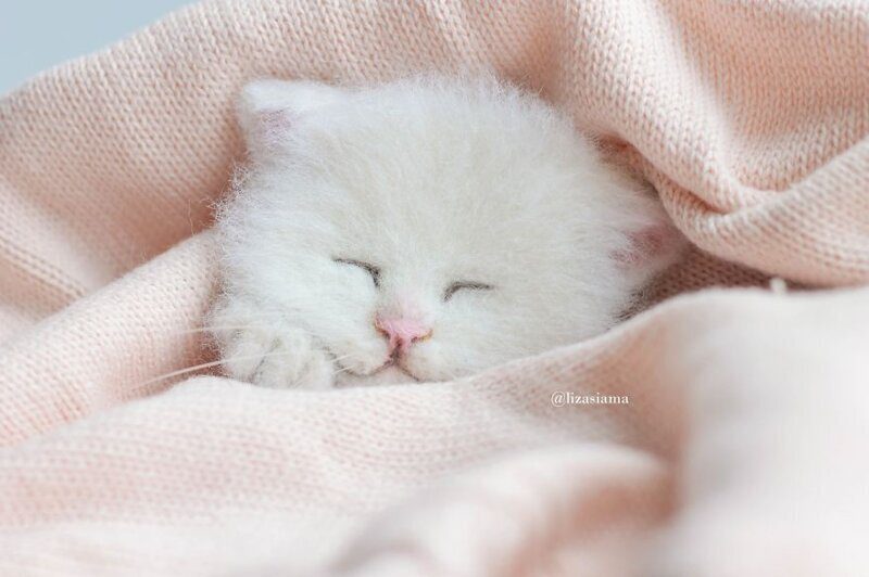 Фотография: Милые котята из войлока от рукодельницы Елизаветы Делекторской №5 - BigPicture.ru