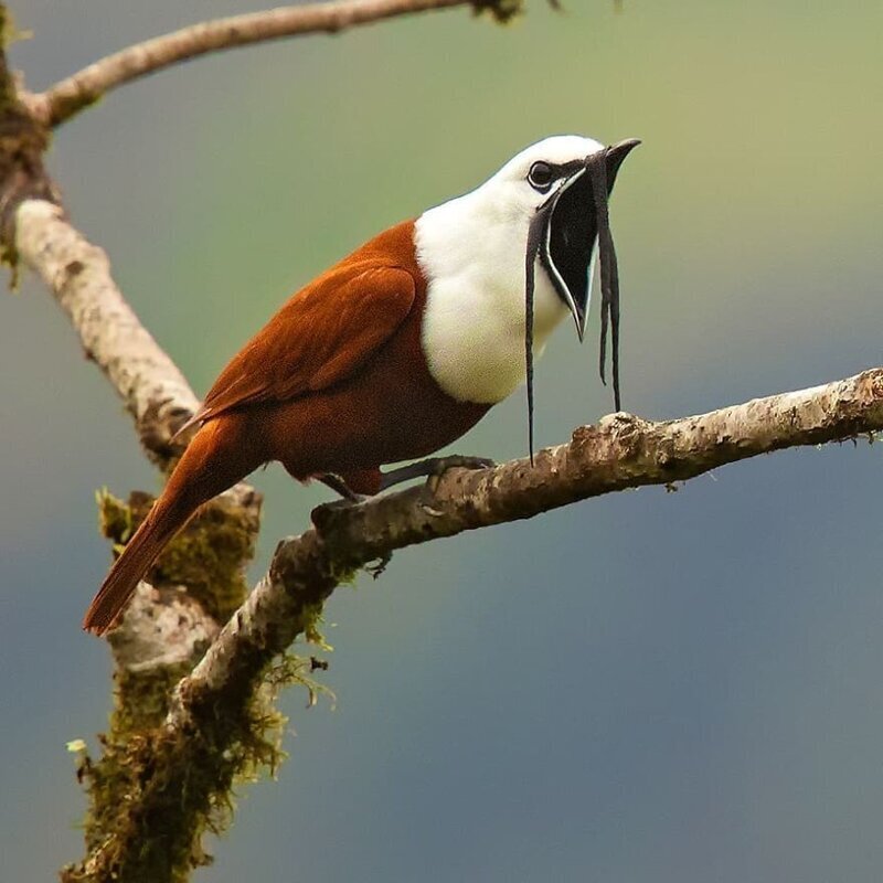 Фотография: Удивительные обитатели тропических лесов Коста-Рики в объективе Суприта Саху №20 - BigPicture.ru