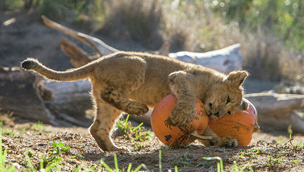 Фотография: Зачем бабуины крадут маленьких львят №3 - BigPicture.ru