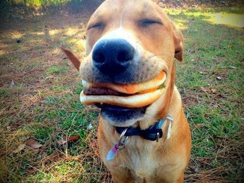 Фотография: 25 собак, которые сделают ваш день счастливее №18 - BigPicture.ru