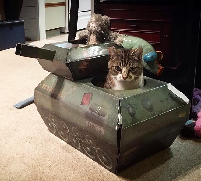 Фотография: 25 забавных фото котов в картонных танках, которые захватили соцсети №24 - BigPicture.ru