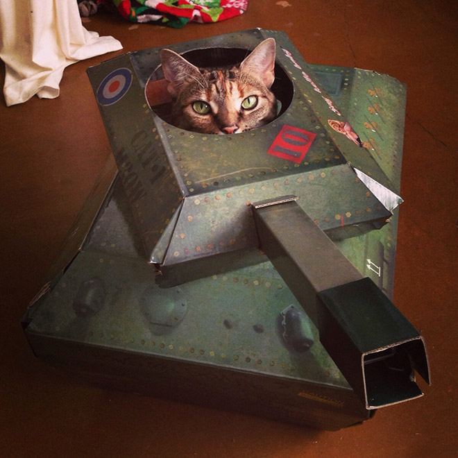 Фотография: 25 забавных фото котов в картонных танках, которые захватили соцсети №25 - BigPicture.ru