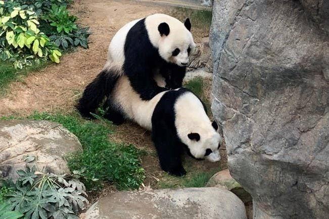Фотография: Панды в зоопарке Гонконга воспользовались карантином и спарились впервые за 10 лет №2 - BigPicture.ru